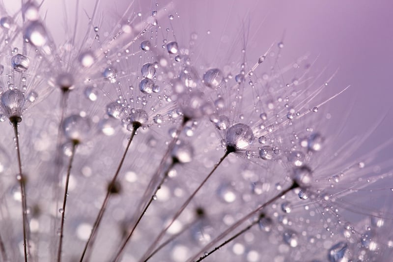 Whimsical Shots